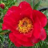 Paeonia Blaze